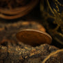 The Fate Coin by Artisan Coin & Yao Junhao