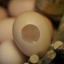SILK TO EGG BY TCC