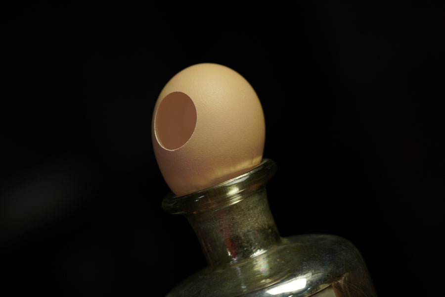 Clearance Sale: SILK TO EGG BY TCC
